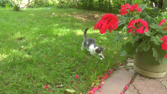 Кошка мура поймала мышь смотреть онлайн