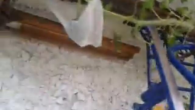 Огурцы, помидоры, арбузы выращиваем на балконе 2016 06 19 16 39 19 смотреть онлайн