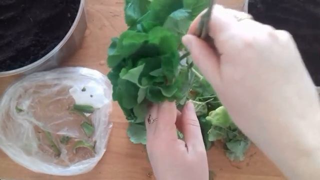 Черенкую герань ???. Болезни помидор ???. Феровит. смотреть онлайн