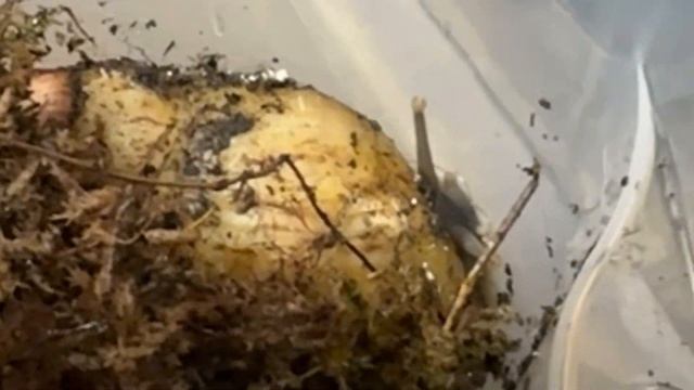 Ахатина Занзибарика|взрослые и малыши. #snail#улитки#achatina смотреть онлайн