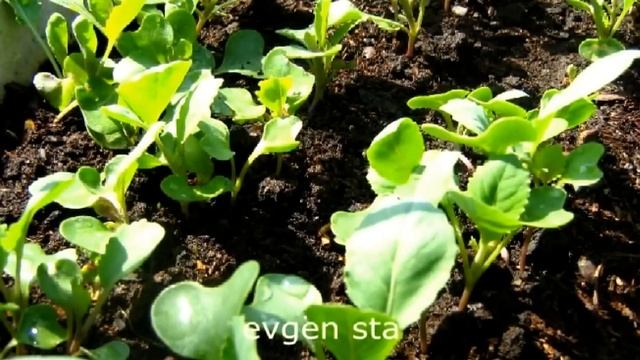 Капуста. Бабушка подсказала как....