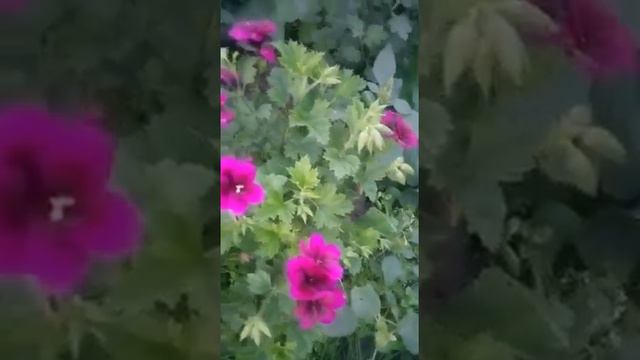 герани королевская смотреть онлайн