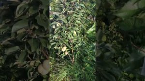 Яблоня Благая весть в Екатеринбурге