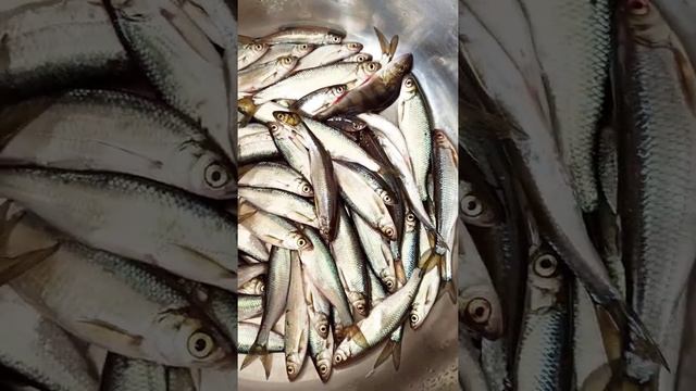 Уклейка. Как правильно Солить и Вялить смотреть онлайн