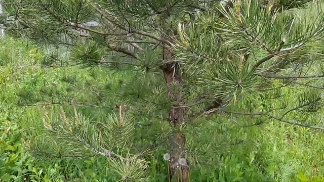 Молодая сосна на нашем садовом участке смотреть онлайн