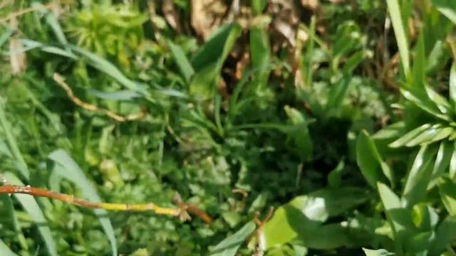 Tulip Scarlet Baby, The Earliest Tulip Of My British Garden And The Brightest Red Flower Of Februar