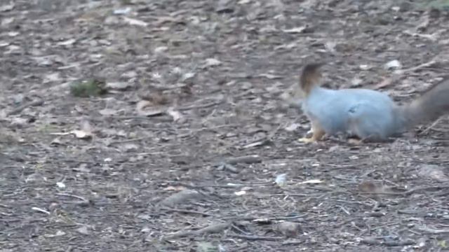 Спб Елагин остров .Белки смотреть онлайн