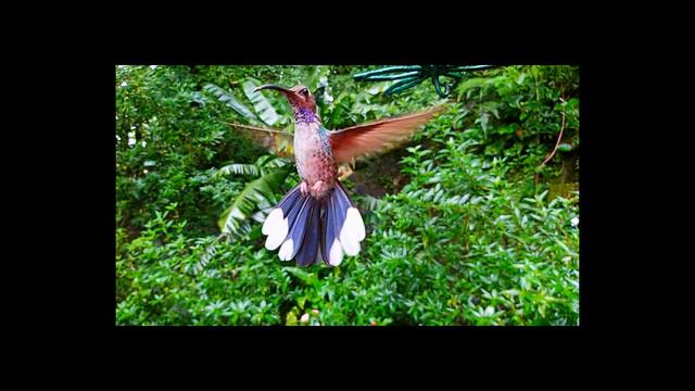 Slow Motion Hummingbirds - Amazing Choreography смотреть онлайн