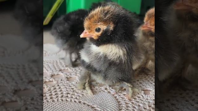 Цыплята павловских кур. Вывод февраль 2020. смотреть онлайн