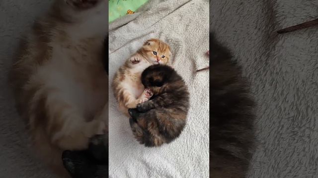 Маленькие бандитки❤️🥰🐈⬛ смотреть онлайн