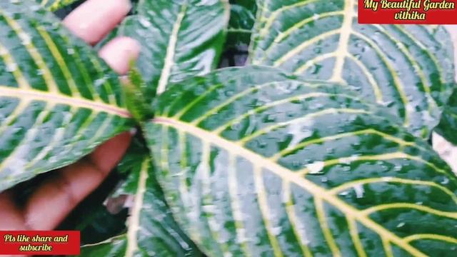 Sanchezia Plant Care/Sanchezia Ornamental shade loving plant/Sanchezia plant propagation nFertilize смотреть онлайн