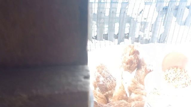 Любимые животные вокруг нас) смотреть онлайн