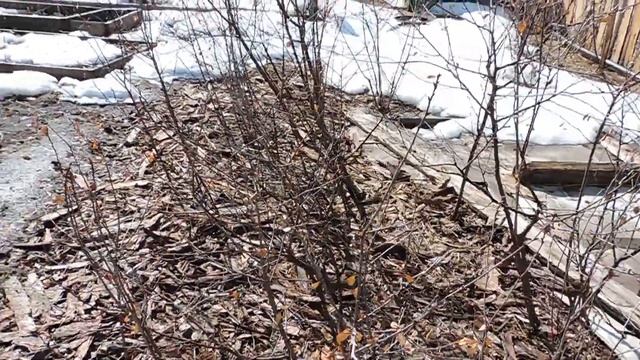 Как перезимовала дача, обзорная экскурсия. Планы на будущее. (часть № 2) смотреть онлайн