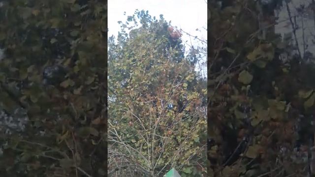 Жилище Апика смотреть онлайн