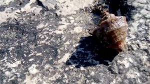 Рак отшельник вылезает из раковины