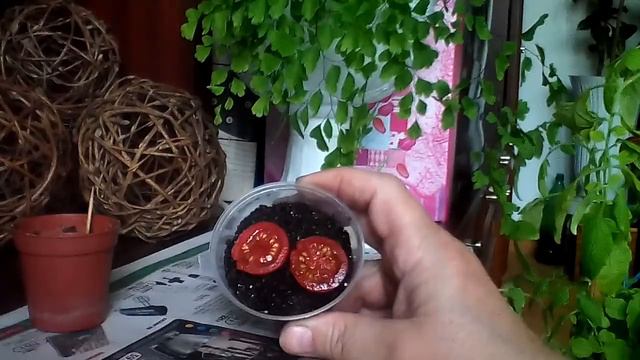 Эксперимент, съела, плюнула, закопала. смотреть онлайн