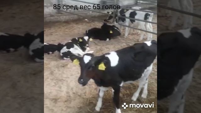 #быки#продажа#голштины#Фриз#85#сред#вес#65#голов#+79220355557#можна#грузить#Таджикистан#Узбекистан# смотреть онлайн