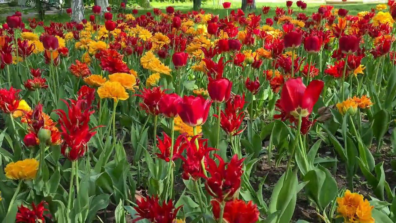 Санкт-Петербург. Елагин остров. Тюльпановый рай. Релакс. смотреть онлайн