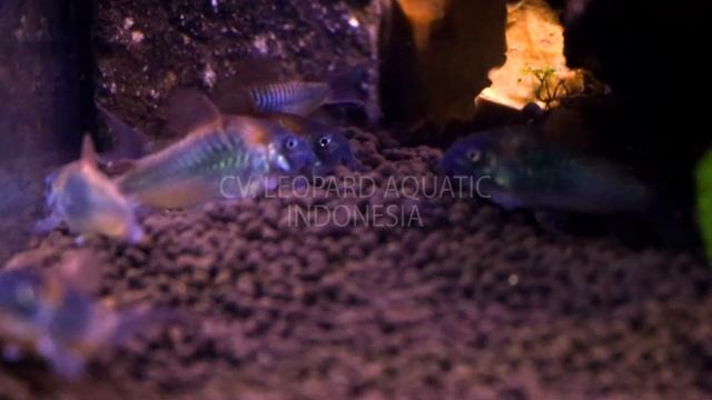 Corydoras Orange Venezuela (Leopard Aquatic A024A) смотреть онлайн