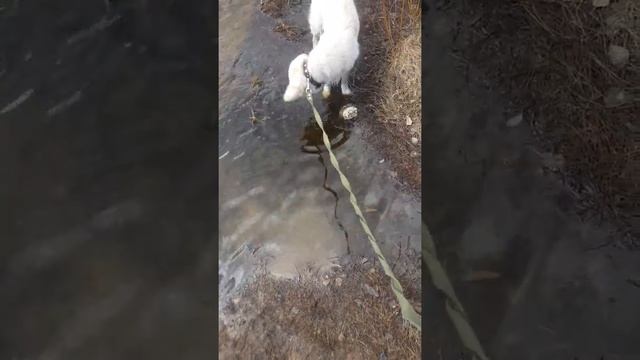 Золотистый ретривер. Первый контакт с водоемом смотреть онлайн