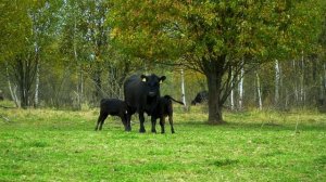 Мясной скот из Ирландии для российских хозяйств