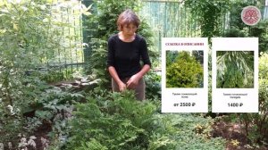 Ландшафтный дизайн тенистого сада, часть 1 «Редкие хвойные»