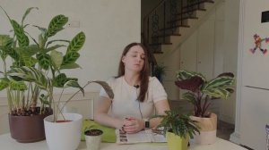 №47. Как ухаживать за калатеей? Что делать, чтобы листья не сохли, не скручивались и не желтели?