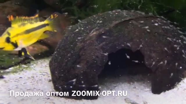 Апистограмма какаду Apistogramma cacatuoides продажа оптом смотреть онлайн