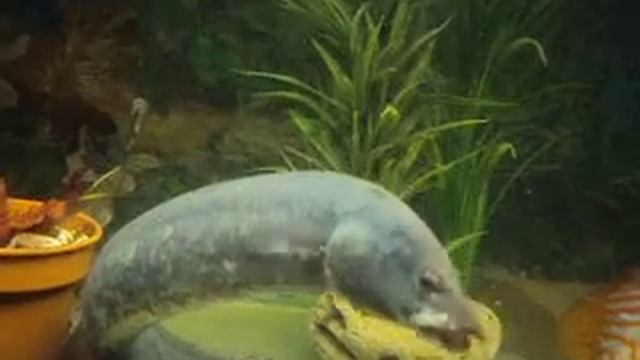 мастацембелус смотреть онлайн