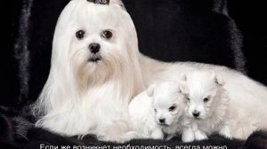 Мальтезе мини и микро: отличия от стандарта