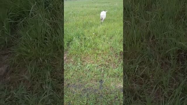 Уход за козой в летний период. смотреть онлайн