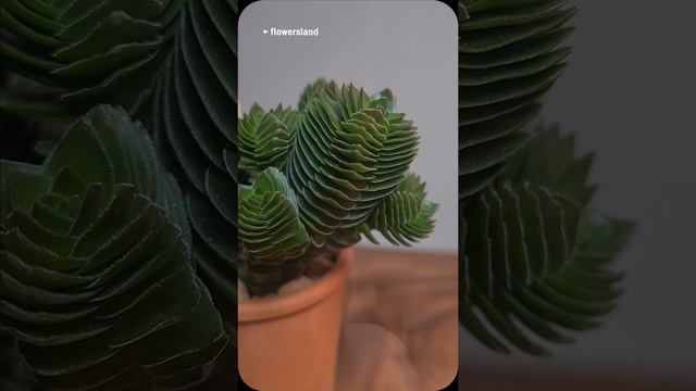 Крассула 'Буддас Темпл' / 'Храм Будды' (Crassula 'Buddha's Temple') @FlowersLand смотреть онлайн