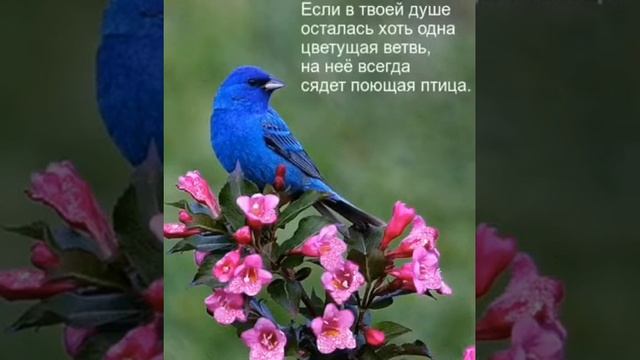 Утром рано меня пробуждай! смотреть онлайн