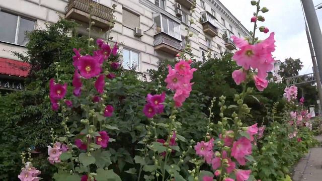 Влог. По дороге на работу. Красота вокруг нас смотреть онлайн