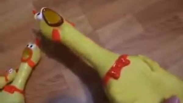 Резиновые куры орут