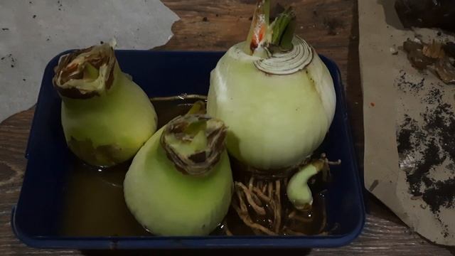 Мучнистый червец на луковице гиппеаструма смотреть онлайн