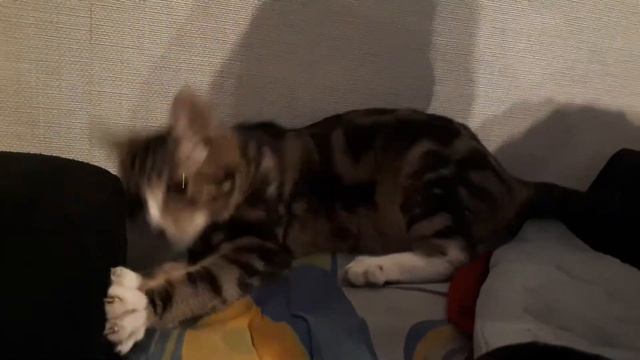 Нельзя грызть диван!!! смотреть онлайн