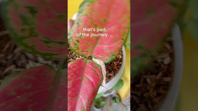 Aglaonema Red Zircon🌱❤️ - DAY 30 - Growth Journey смотреть онлайн