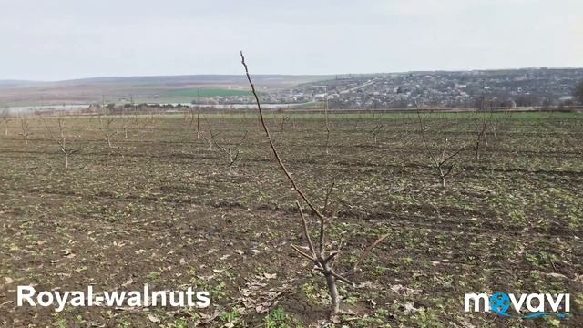 Сад ореха Васион Весна 2018. смотреть онлайн