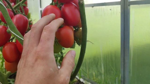 Томаты для консервации. Лучшие сорта. Обильный урожай. Упругий томат.