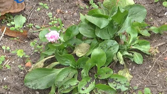 ЕГОРЬЕВСК СЕГОДНЯ 101017