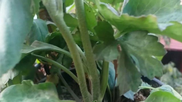 How To Grow Rananculus In Containers || Evergreen Garden