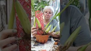 Заметки практика. Посадка coelogyne papilosa.