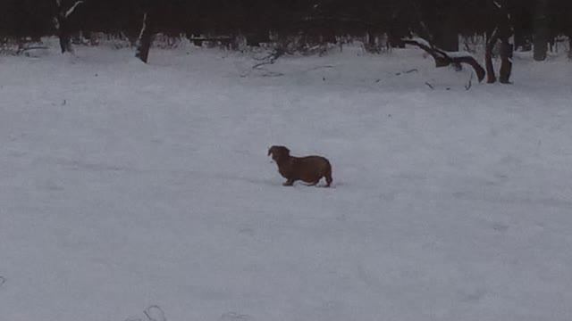 на горку не полезла. 2022:11:24_08:17:34.