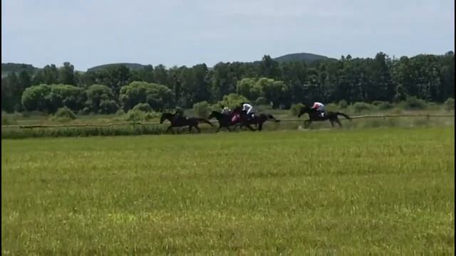 Весёлые летние скачки: ПЕСЕНКА ПРО ЛОШАДЕЙ смотреть онлайн