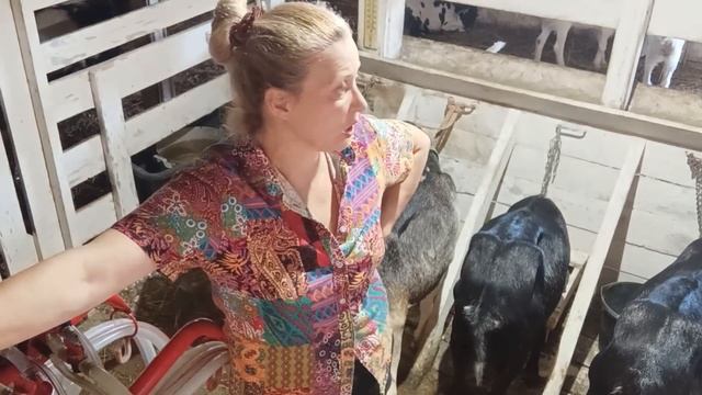 ОСЕМЕНЯЕМ КОРОВУ ДЖЕРСИ смотреть онлайн