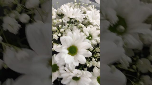 Букет 5 хризантем с гипсофилой смотреть онлайн