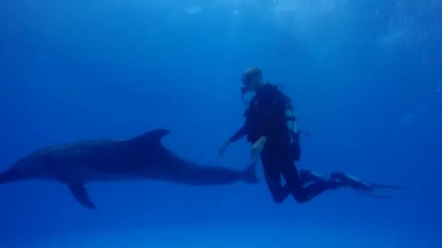 Дайвинг с дельфинами. Diving with dolphins. 09.2016 смотреть онлайн