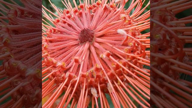 Leucospermum ( Pincushion) смотреть онлайн