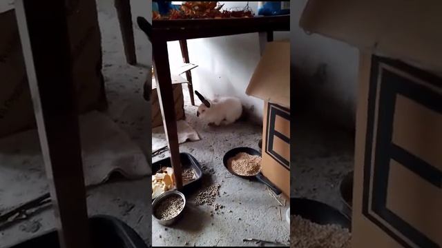 ЗАЙКА осталась одна в доме до моего приезда! Замира угощают её яблоками и морковкой !!!!!! смотреть онлайн